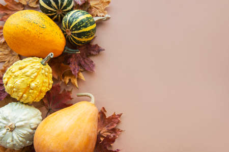 Fall background with multi color pumpkins on brown backgroundの写真素材