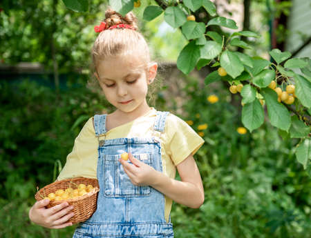 Cute little girl picks a sweet cherry from a tree in cherry gardenの写真素材