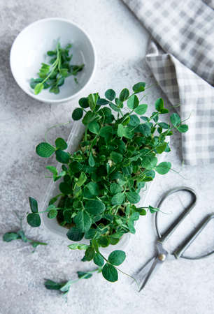 Peas micro greens on wooden table. Healthy lifestyleの写真素材