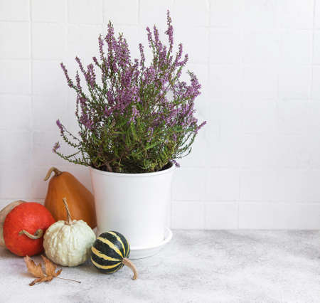 Creative autumn fall thanksgiving day composition with decorative orange pumpkins, candles and purple heather.の写真素材