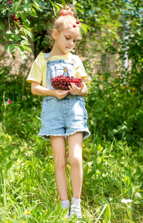 Cute little girl picks a cherry from a tree in cherry gardenの写真素材