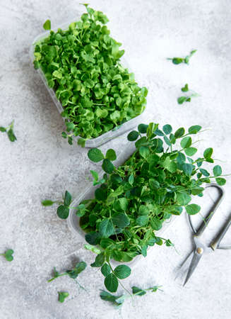 Assortment of micro greens on wooden table. Healthy lifestyleの写真素材