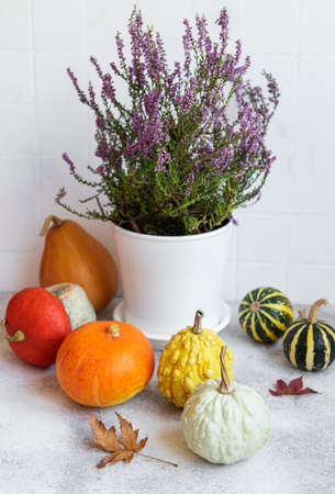 Creative autumn fall thanksgiving day composition with decorative orange pumpkins, candles and purple heather.の写真素材