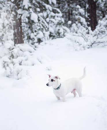 Jack Russell terrier in outdoor in winter snowの写真素材