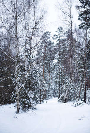 Winter snowy pine forest landscape. Wonderful winter natureの写真素材