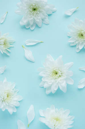 White chrysanthemums and petals on a blue backgroundの写真素材
