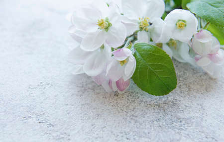 spring background. Blossom flowers on concrete backdrop. top view. copyspace.の写真素材