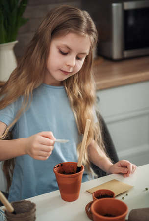 Little girl sitting at the table at home, sowing seeds into flower pots. home gardeningの写真素材