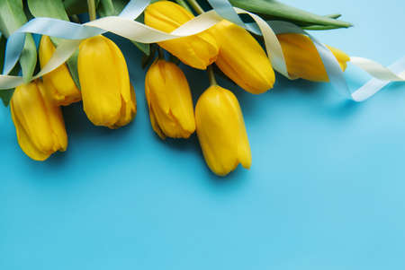 Bouquet of beautiful yellow tulips on a blue backgroundの写真素材