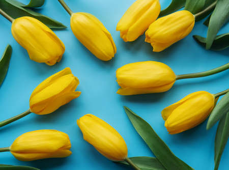 Bouquet of beautiful yellow tulips on a blue backgroundの写真素材