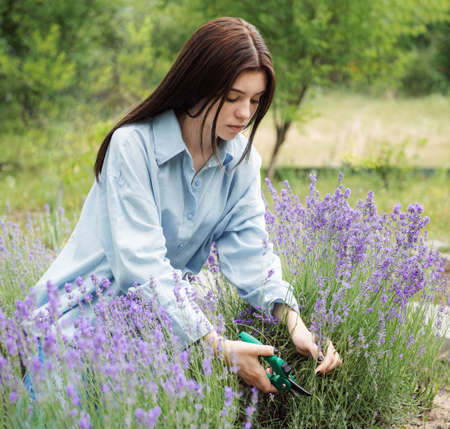 Young girl cuts lavender with secateurs. Gardening concept - young woman with pruner cutting and picking lavender flowers at summer gardenの写真素材