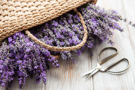 Seasonal pruning of lavender. A bunch of cut lavender  and scissors. Gardening conceptの写真素材