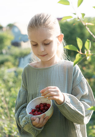 Little girl picking fresh cherry berry in the gardenの写真素材
