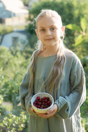 Little girl picking fresh cherry berry in the gardenの写真素材