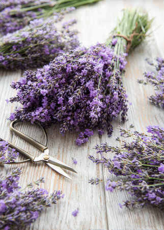 Seasonal pruning of lavender. A bunch of cut lavender  and scissors. Gardening conceptの写真素材