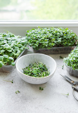 Assortment of micro greens on table. Healthy food