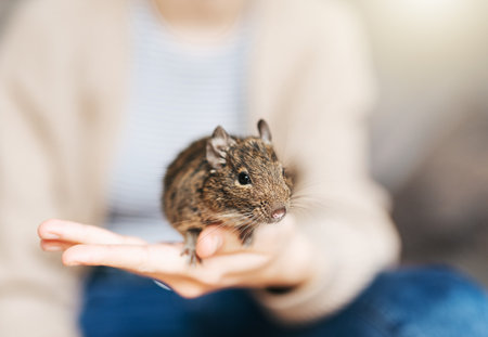 Young girl playing with cute chilean degu squirrel.  Cute pet sitting on kid's handの写真素材