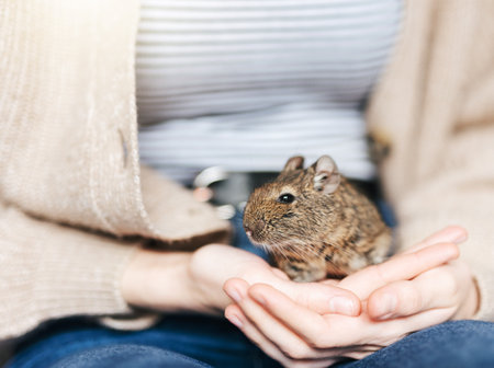 Young girl playing with cute chilean degu squirrel.  Cute pet sitting on kid's handの写真素材