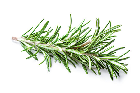 Ai generative.   Rosemary twig and leaves  on white background.の素材