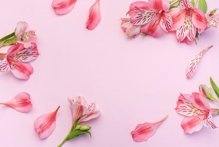 Frame for the text of congratulations with flowers of Alstroemeria on a pink background. Greeting card with natural colors. Background for text with alstromeria. Flat lay, top view.の写真素材