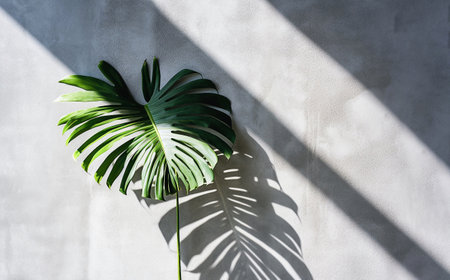 Ai generative.  Monstera leaf on a gray concrete wall background. The shadow of a leaf falls on the wall.の素材