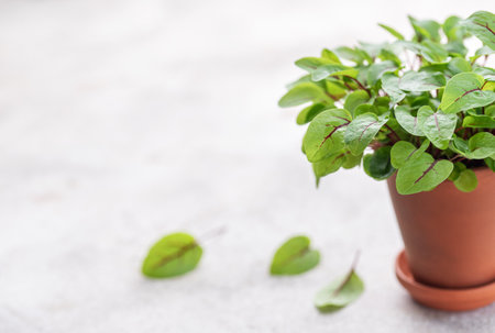 A pot with fresh sorrel microgreens on a gray concrete background.  Healthy Eating. Cultivation of microgreens.の写真素材