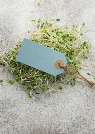 Microgreens grown in a jar.  Healthy Eatingの写真素材