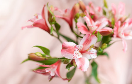Beautiful pink alstroemeria on soft pink silk background.の写真素材
