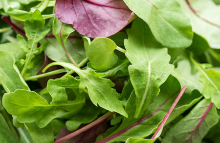 Mix salad leaves. Healthy food. Green meal.の写真素材