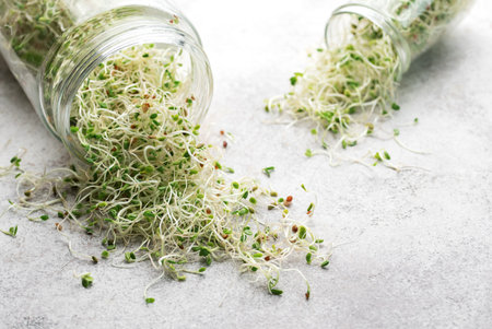 Microgreens grown in a jar.  Healthy Eatingの写真素材