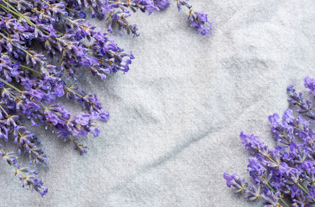Fresh lavender flowers on a fabric background. Copy space.の写真素材