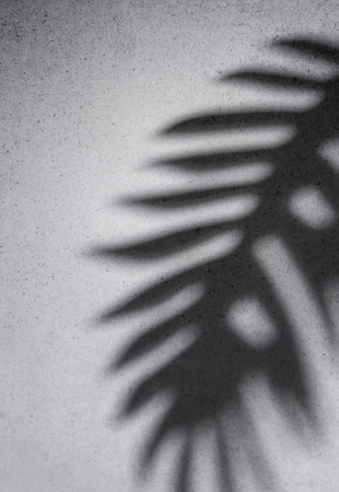 Shadows from palm leaves on a concrete grey  wall background.の写真素材