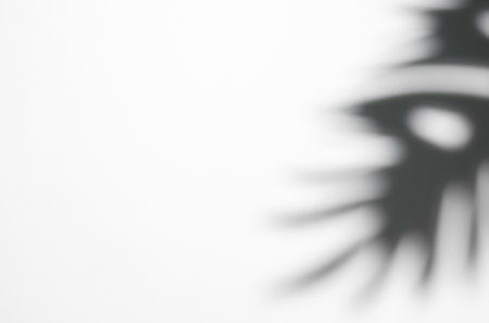 Shadows from palm leaves on a white background.の写真素材