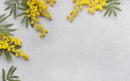 Mimosa flowers on gray concrete background, copy space, flat layの写真素材