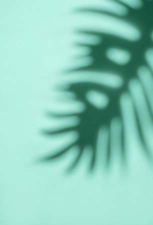 Shadows from palm leaves on a light green background.