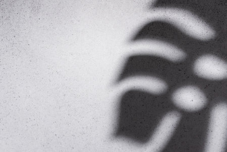 Shadows from monstera leaves on a concrete grey  wall background.の写真素材