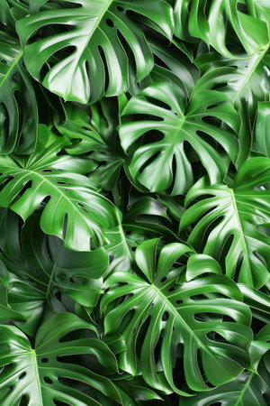 A close-up view capturing the intricate detail and vivid colors of tropical plant leaves highlighting their iconic splits and holes.の素材