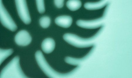 Shadows from monstera leaves on a light green background.の写真素材