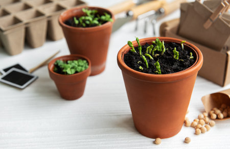 Pots with various vegetables seedlings. Planting young seedlings  at homeの写真素材