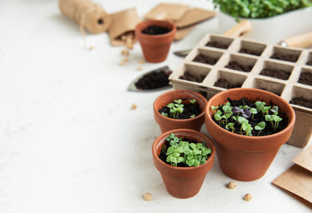 Pots with various vegetables seedlings. Planting young seedlings  at homeの写真素材