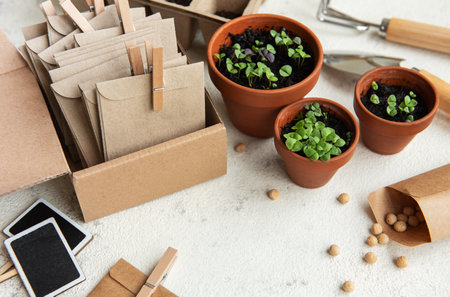 Pots with various vegetables seedlings. Planting young seedlings  at homeの写真素材