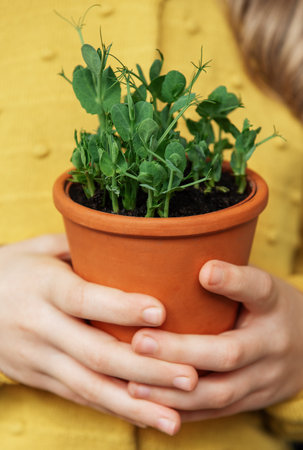 A child, dressed in a vibrant yellow sweater, delicately holds a terracotta pot with a green plant. She looks at the plant with a gentle smile and an apparent affection that suggests a connection with nature. The soft, natural light gives a warm atmosphere to the moment, capturing her subtle expression of joy and curiosity.の写真素材