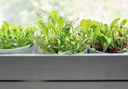 A collection of lush, green herbs is thriving in individual white pots placed within a stylish gray wooden boxの写真素材