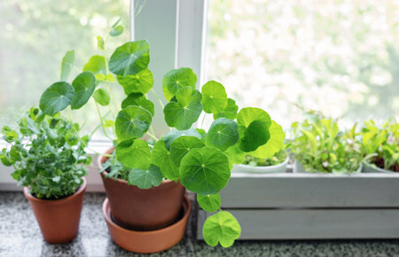 Flower pot with indoor houseplant on windowsill. Home garden conceptの写真素材