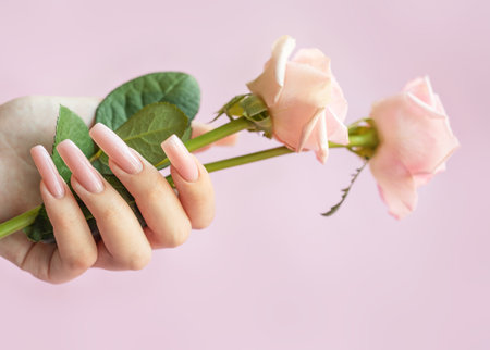Female hands with long, pink, ballerina shaped nails holding pink roses on a pink backgroundの写真素材