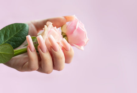 Female hands with long, pink, ballerina shaped nails holding pink roses on a pink backgroundの写真素材