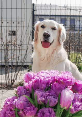 Golden retriever dog sitting behind a bouquet of purple tulips in a gardenの写真素材