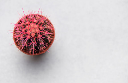 Top view of a vibrant pink cactus, showcasing its unique color and delicate thorns against a clean white backdropの写真素材