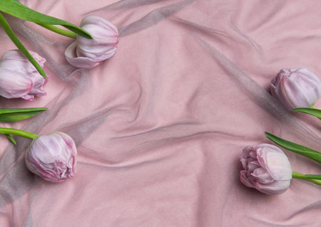 Pink tulips arranged on a pink background with copy space covered by a veil creating a delicate and...