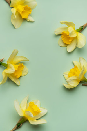 Daffodil flowers creating a frame on a light green background with copy spaceの写真素材